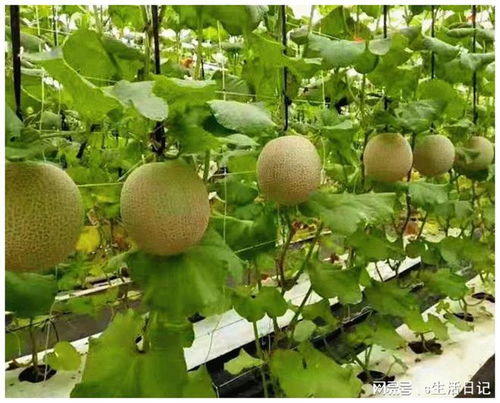 賽罕區(qū) 以初級農(nóng)產(chǎn)品為抓手，加快構建新發(fā)展格局，著力推動高質量發(fā)展